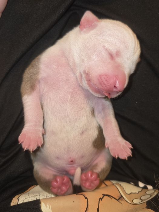 Samczyk American Staffordshire Terrier ZKwP FCI