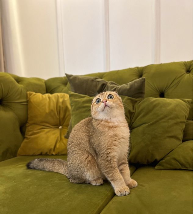 Szkocki kocurek złota szynszyla WCF+BOX PREZENTOWY