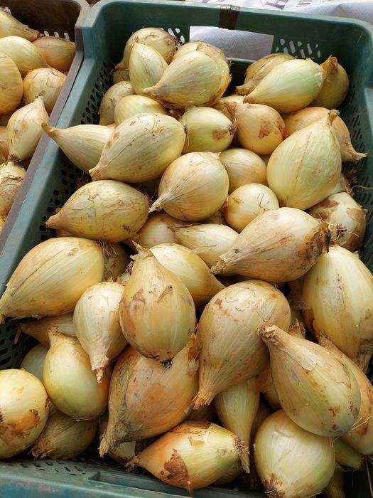 Cebula cukrowa i czerwaona