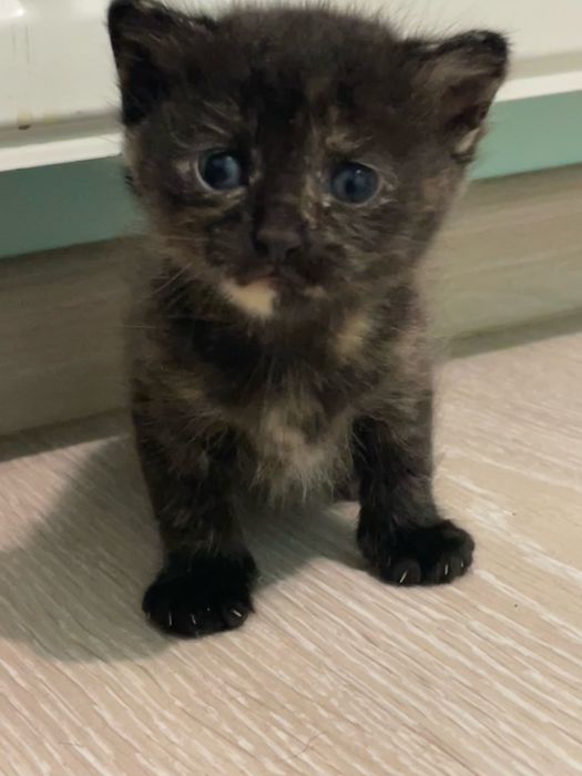 Отдаю котят ,1 месяц обе девочки