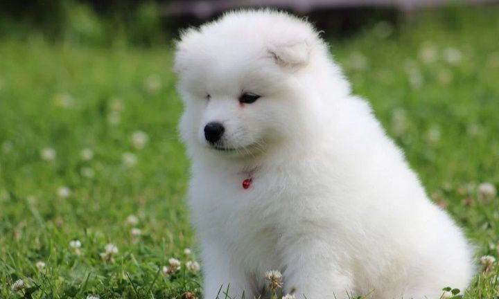 Samoyed Samojed odbiór rezerwacja