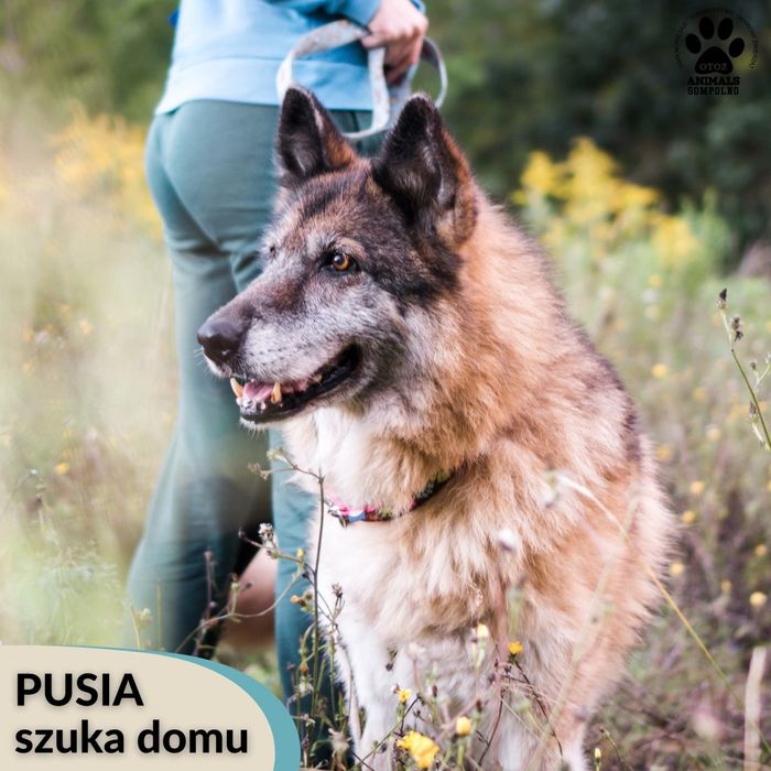 15 letnia Pusia szuka domu!