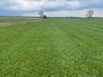 Trawa z rolki / PRODUCENT / Transport