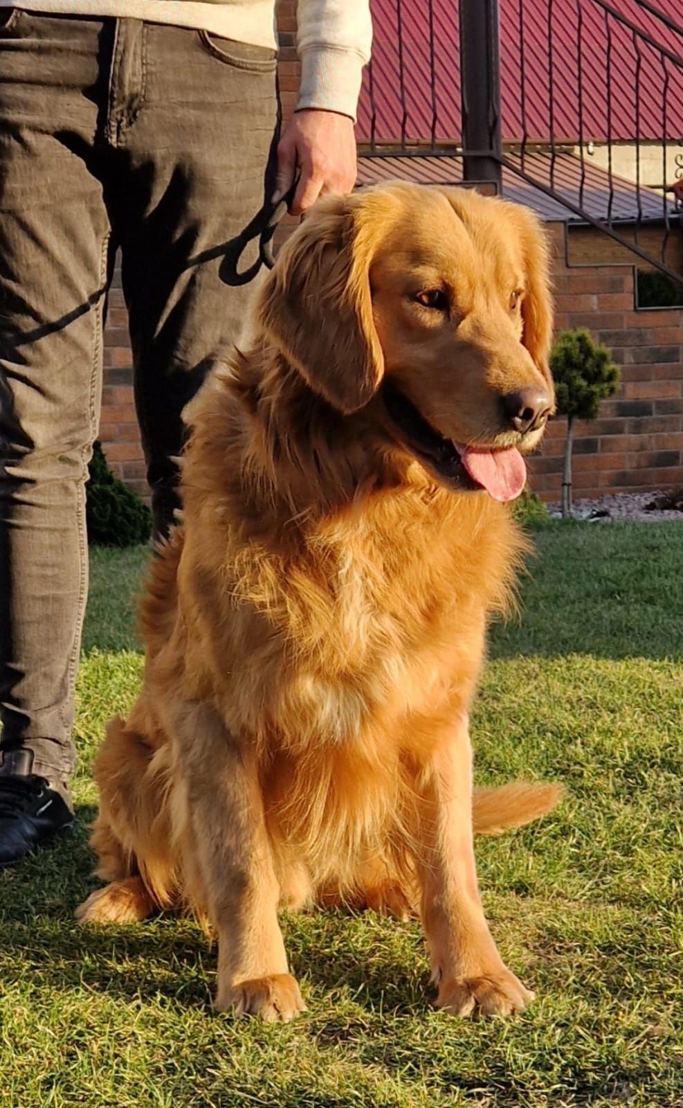 Golden Retriever reproduktor krycie Młodzieżowy Champion Polski