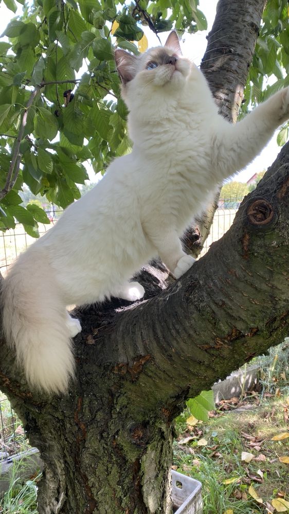 Kocurek Ragdoll wyprawka gotowy do odbioru FPL