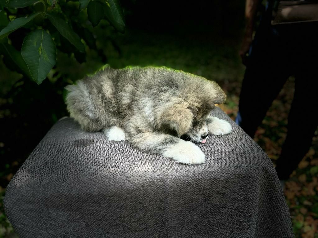 Akita inu-samiec z metryką ZKwP