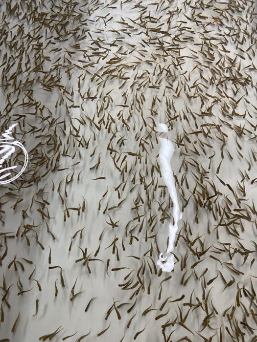 Продається мальок райдужної форелі форель зарибок