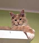 Maine Coon kremowy kocurek