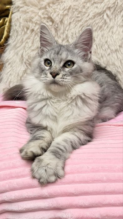 Мейн Кун серебро элитный котенок