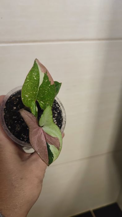 Syngonium Red Spot Tricolor