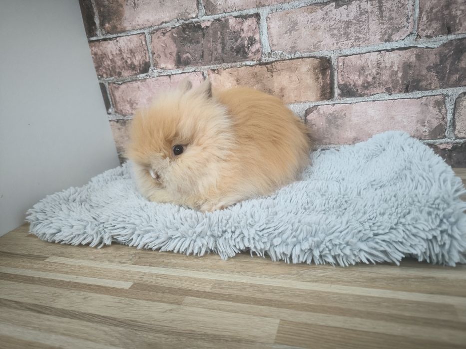 Króliczek rasy karzełek Teddy mini króliki kroliczki metryka