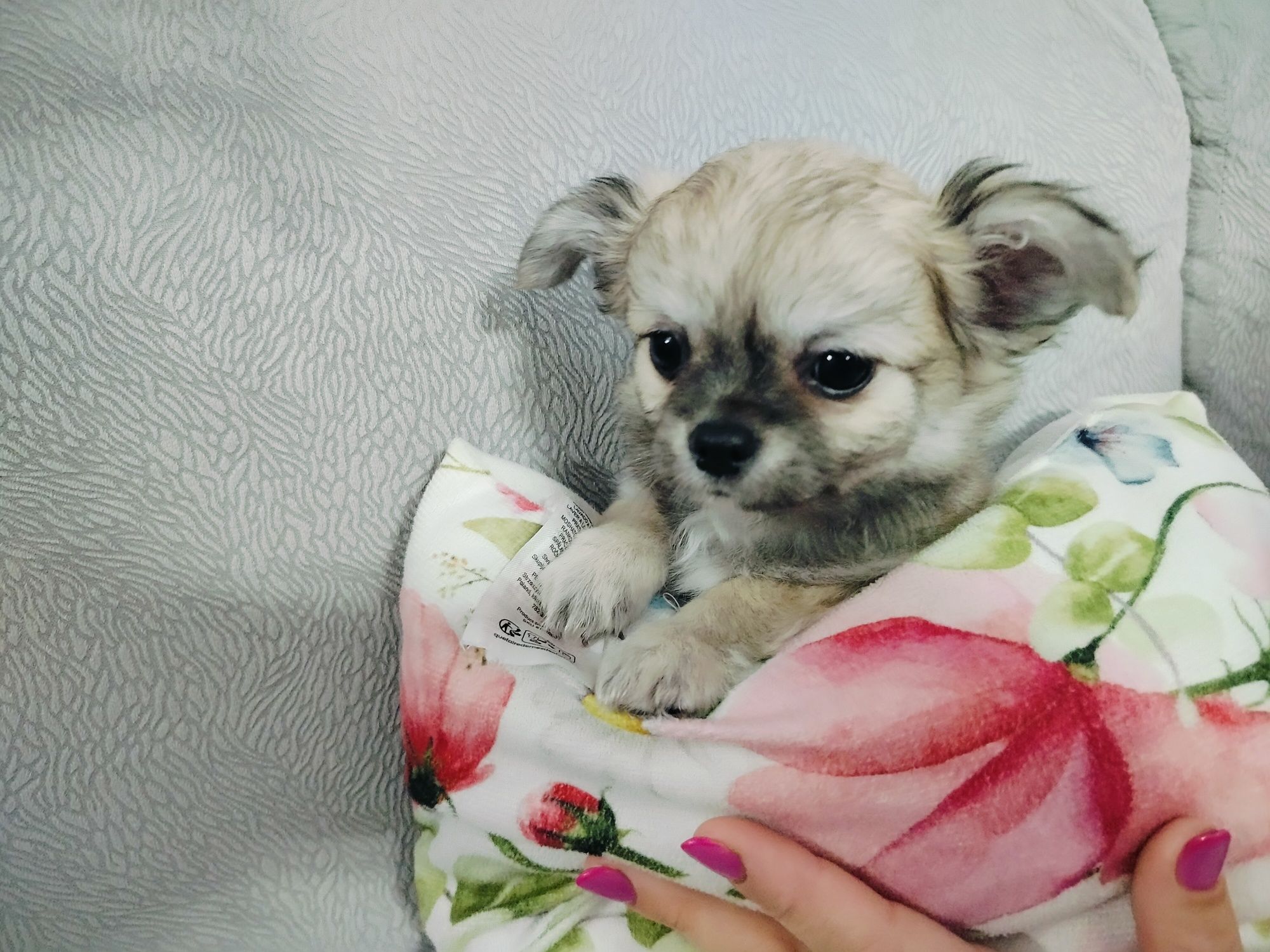 Chihuahua piesek