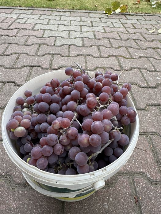 Winogrona ekologiczne, różowe b. słodkie