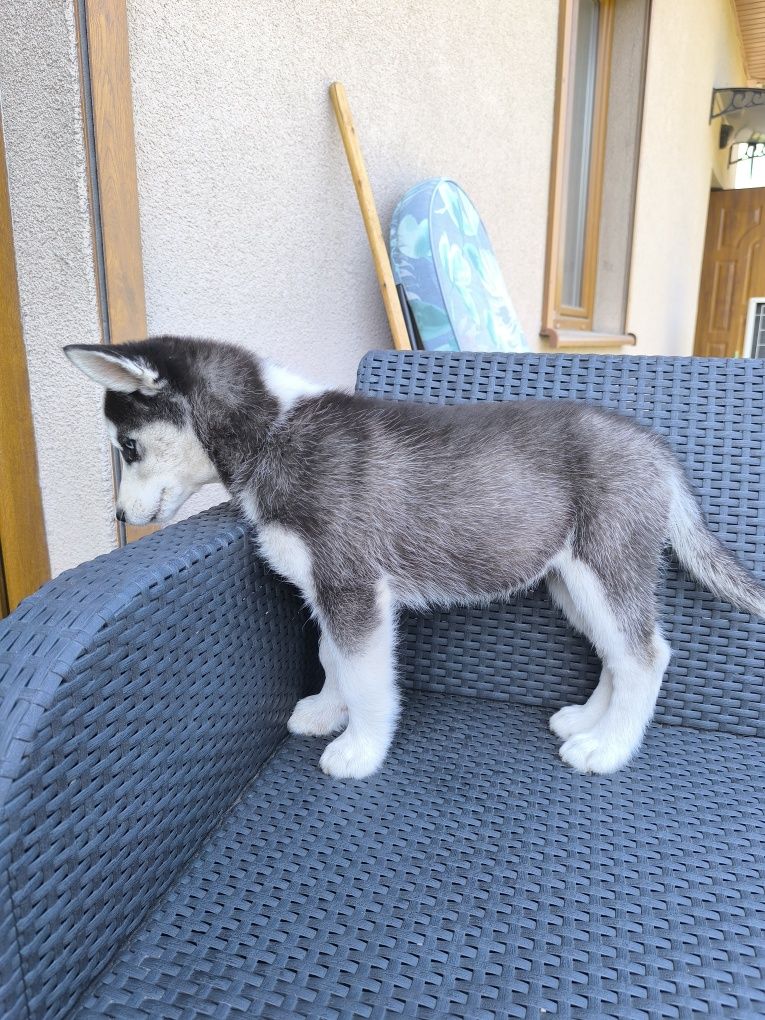 Suczka syberyjski husky