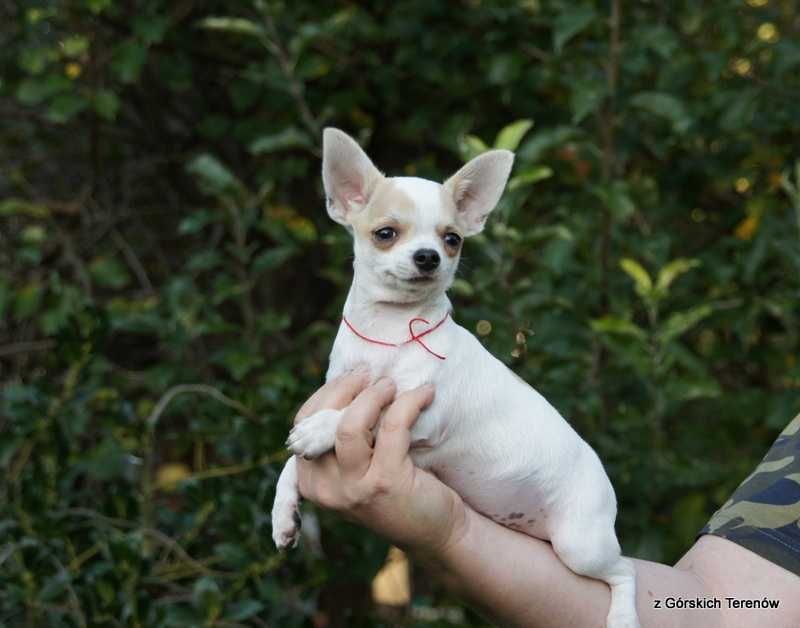 Chihuahua z rodowodem piesek