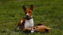 Basenji, rudo biala Sawa, do odbioru zkwp FCI
