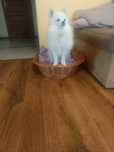 Szpic miniaturowy Pomeranian