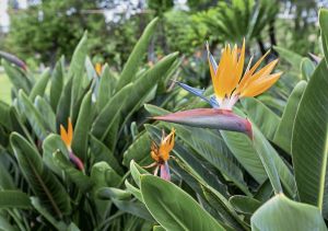 Estrelícia adulta ave do paraíso planta da Madeira dá várias flor ano