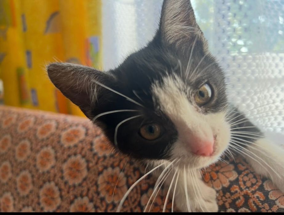 Oddam kotki w dobre ręce