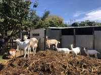 Cabras de otima qualidade para produção de leite (preço por animal)