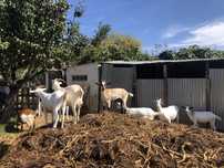 Cabras de otima qualidade para produção de leite (preço por animal)