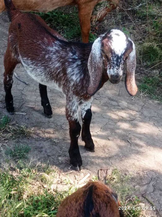 Продам Англонубійські цапки