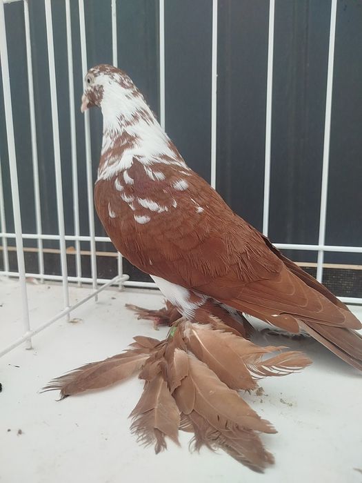 Sprzedam Widyna czerwonego