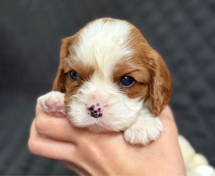 Cavalier King Charles Spaniel FCI chłopiec szczenięta