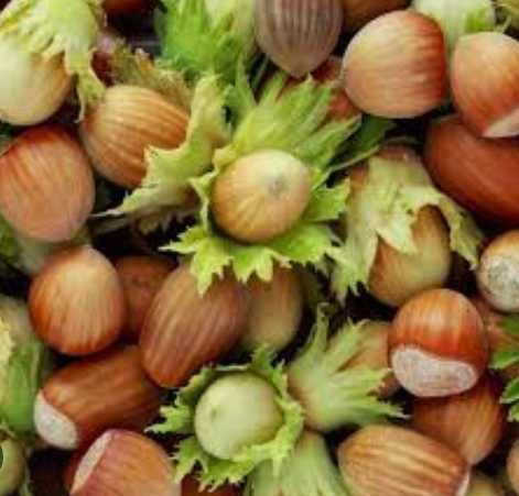 Саджанці хурми, ківі, інжир, актинідії, гранат, мигдаль,мушмула,фундук