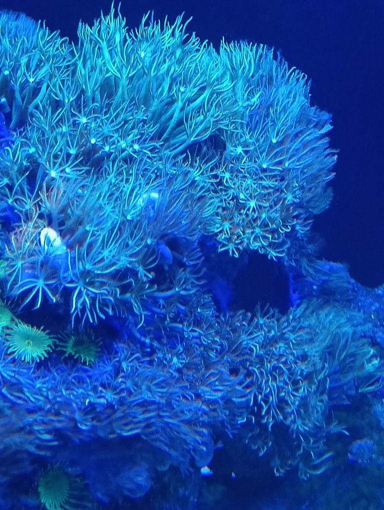 Pachyclavunaria koralowiec morski