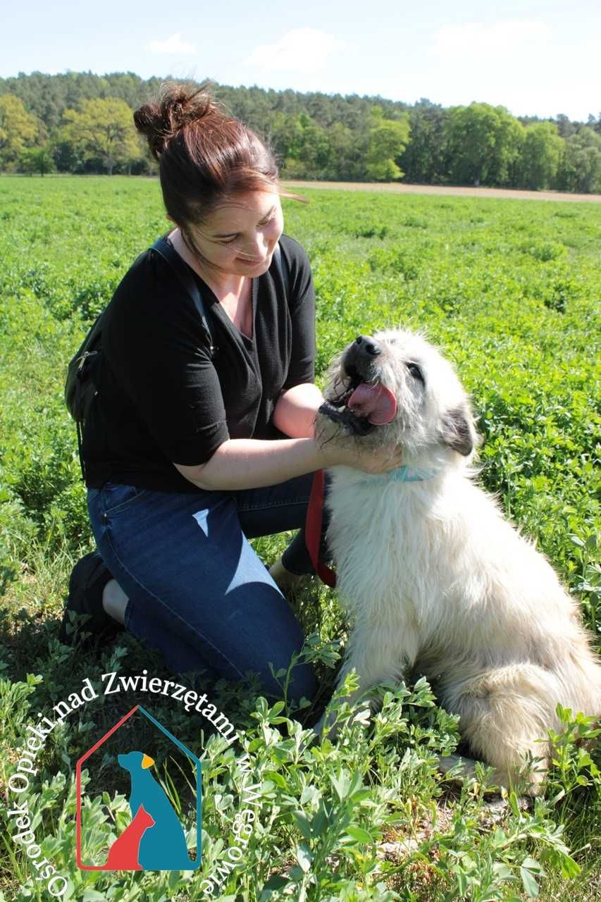Kocha ludzi i życie, wesoła, piękna sunia - czy doczeka się adopcji?