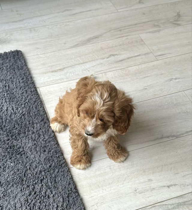 Cavapoo dziewczynka, sunia- badania grnetyczne