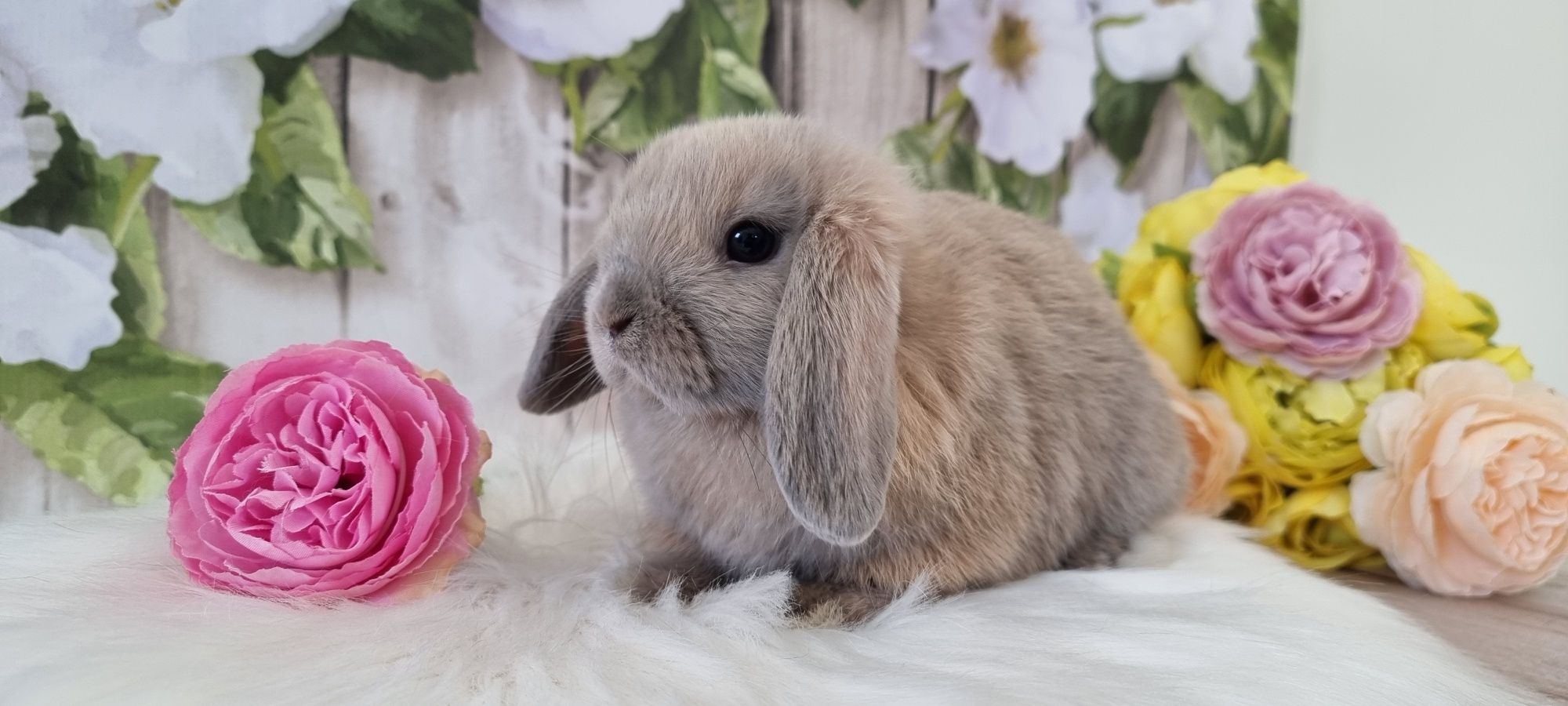 Mini lop śliczne maluchy gotowe do odbioru