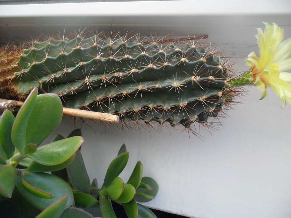 Кактусы и суккуленты для вашей коллекции.Возможен самовывоз.