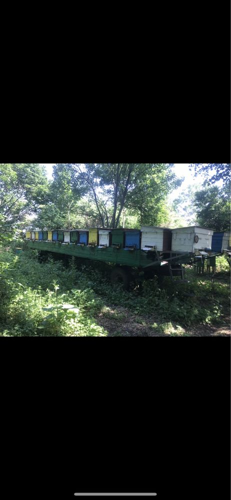 Бджоли,пчелопакеты,семьи пчел,пакети бджіл