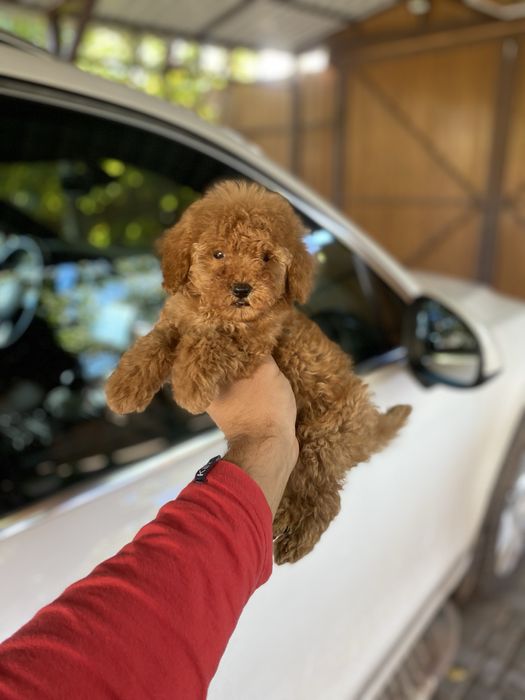 Красиві цуценятка мальтіпу