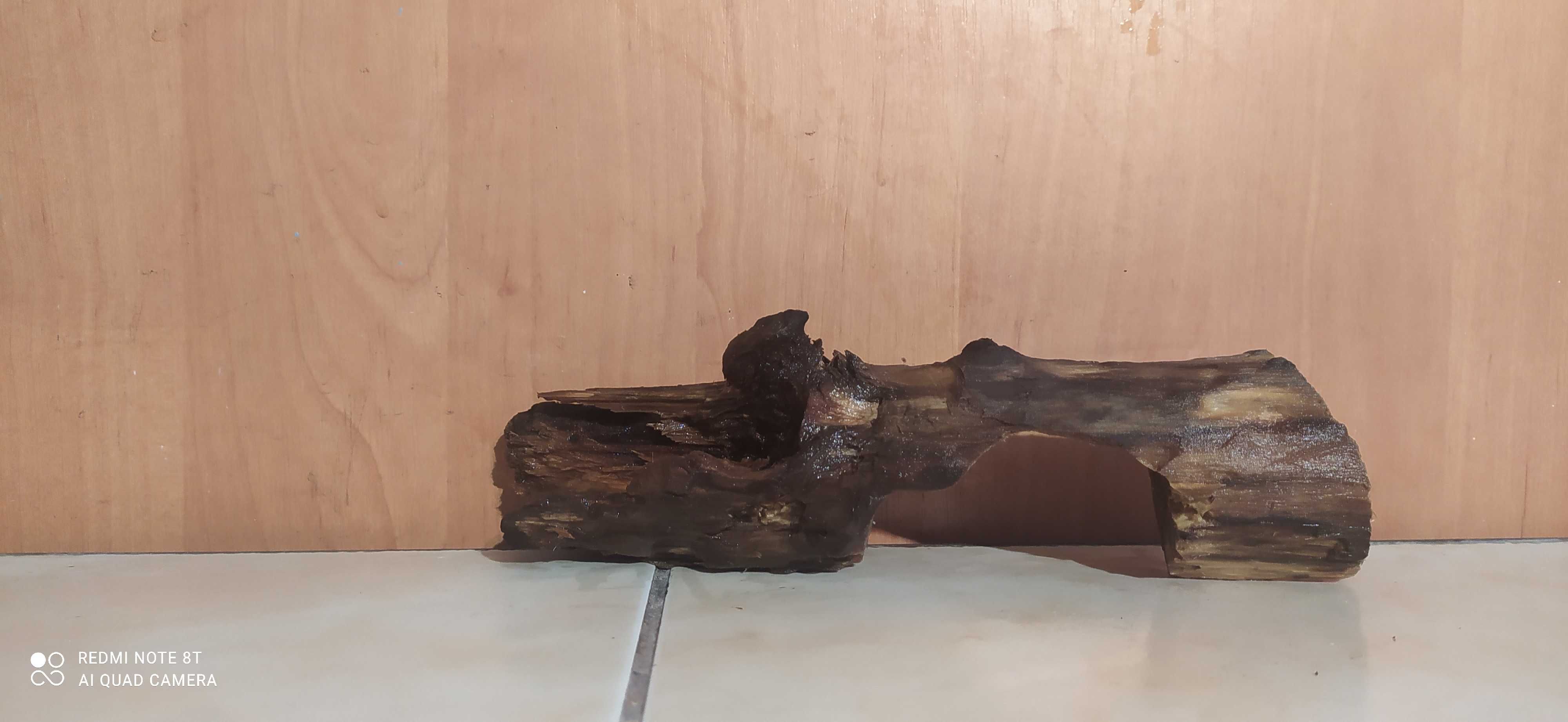 Korzeń,konar do akwarium-21 cm-gratis mech