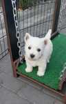 Piesek West Highland White Terrier
