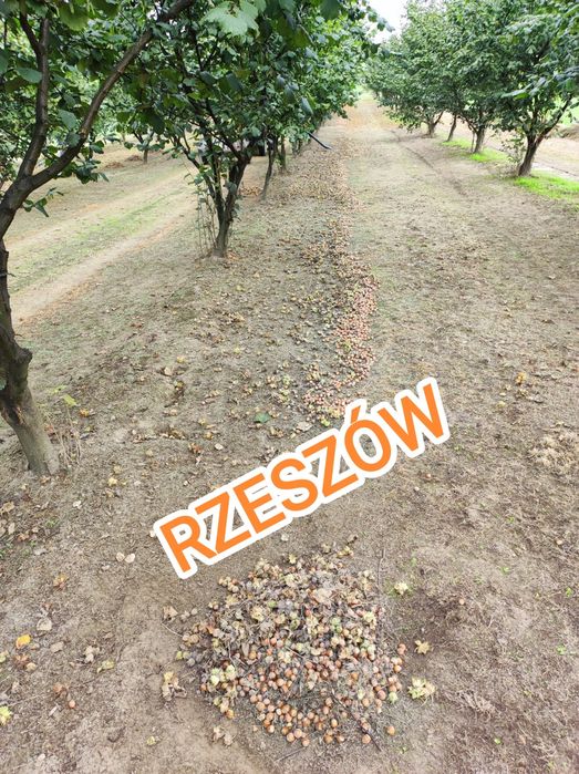 Orzechy laskowe 2025