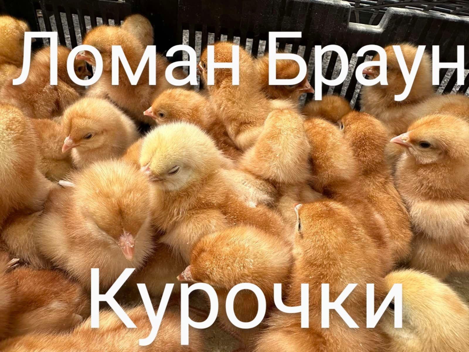 Курчата Цыплята Циплята Ломан Браун Сенді Кросс Несушки Півники ДОБОВІ
