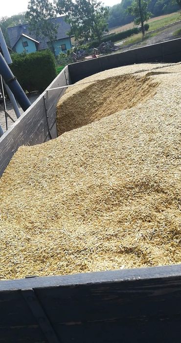 Sprzedam owies z 2025roku