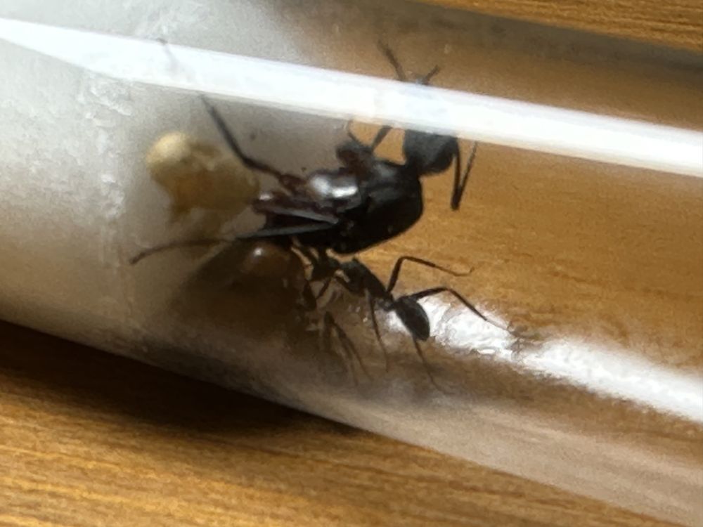 Camponotus cruentatus królowa z 2-5 robotnicami