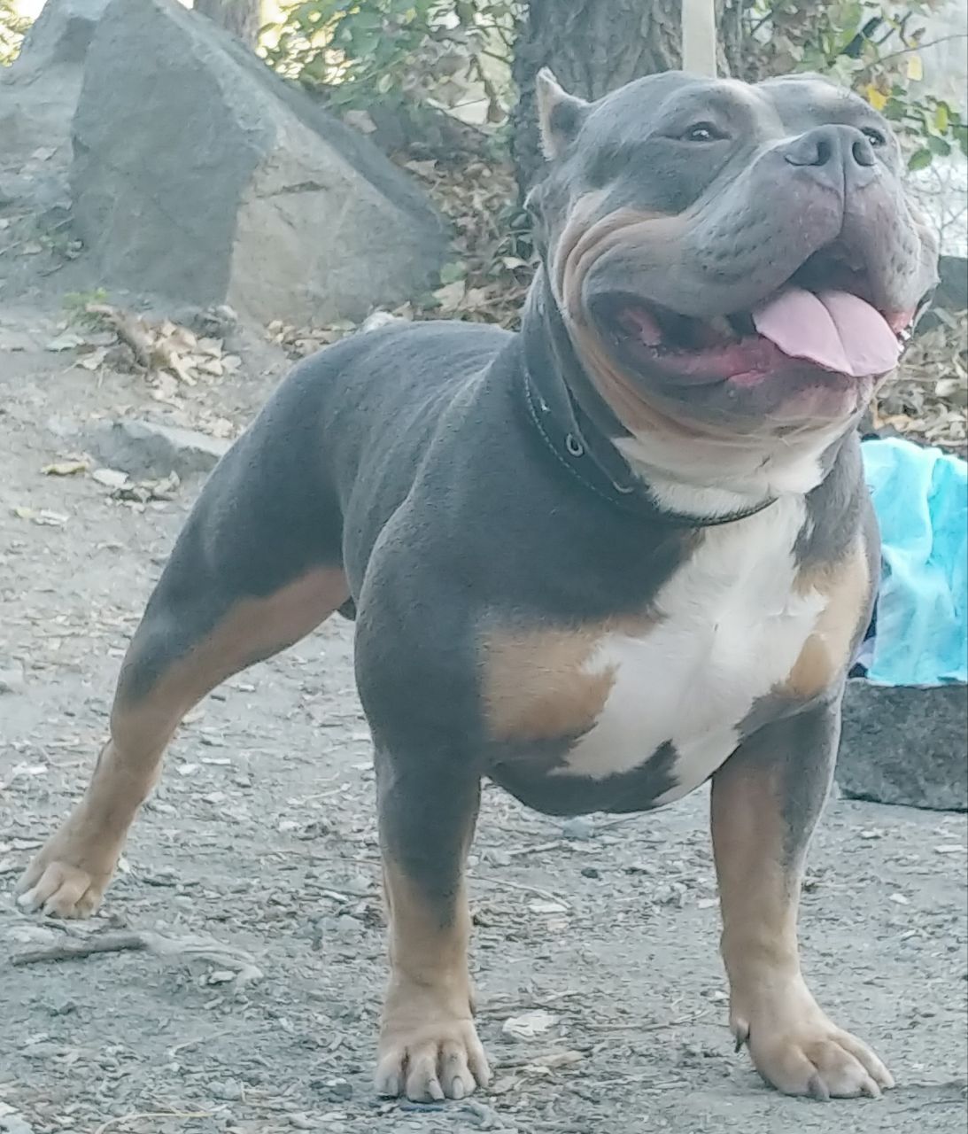 American Bully, Американський буллі, Булли, вязка