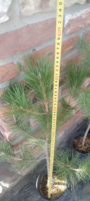 Сосна Кримська, чорна Австрійська, гірська та інші