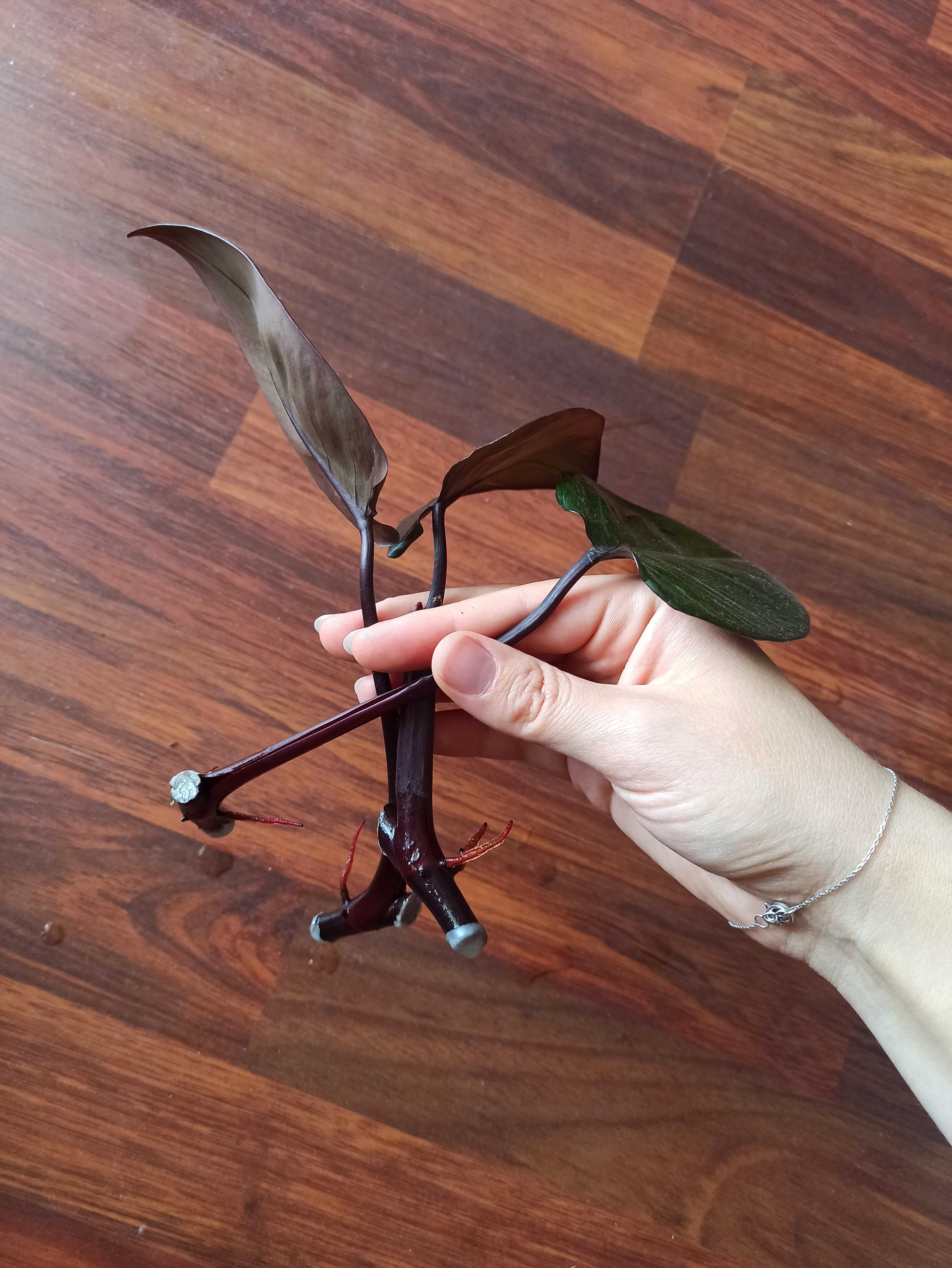 Filodendron pink princess,syngonium neon robusta
