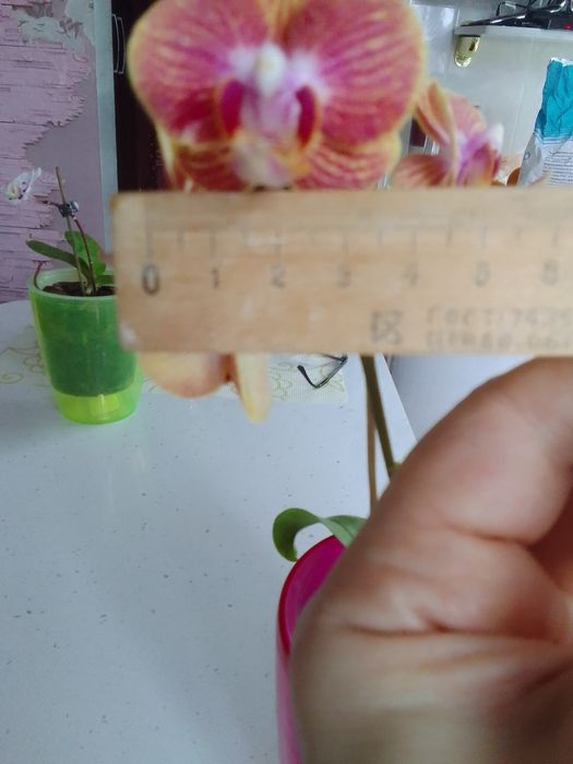 Продам орхидею из домашней коллекции.