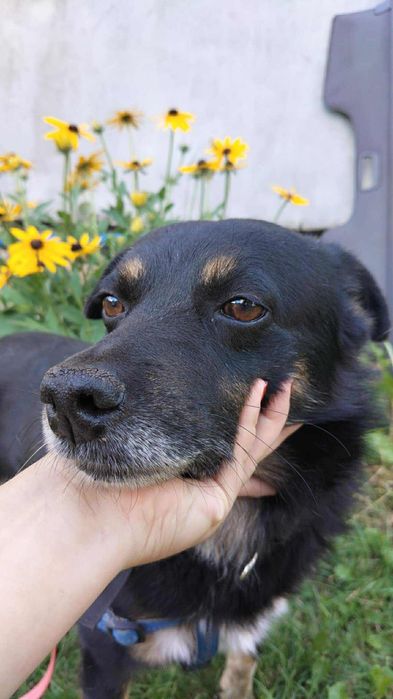 Biedny Shrek ,prosi o dom