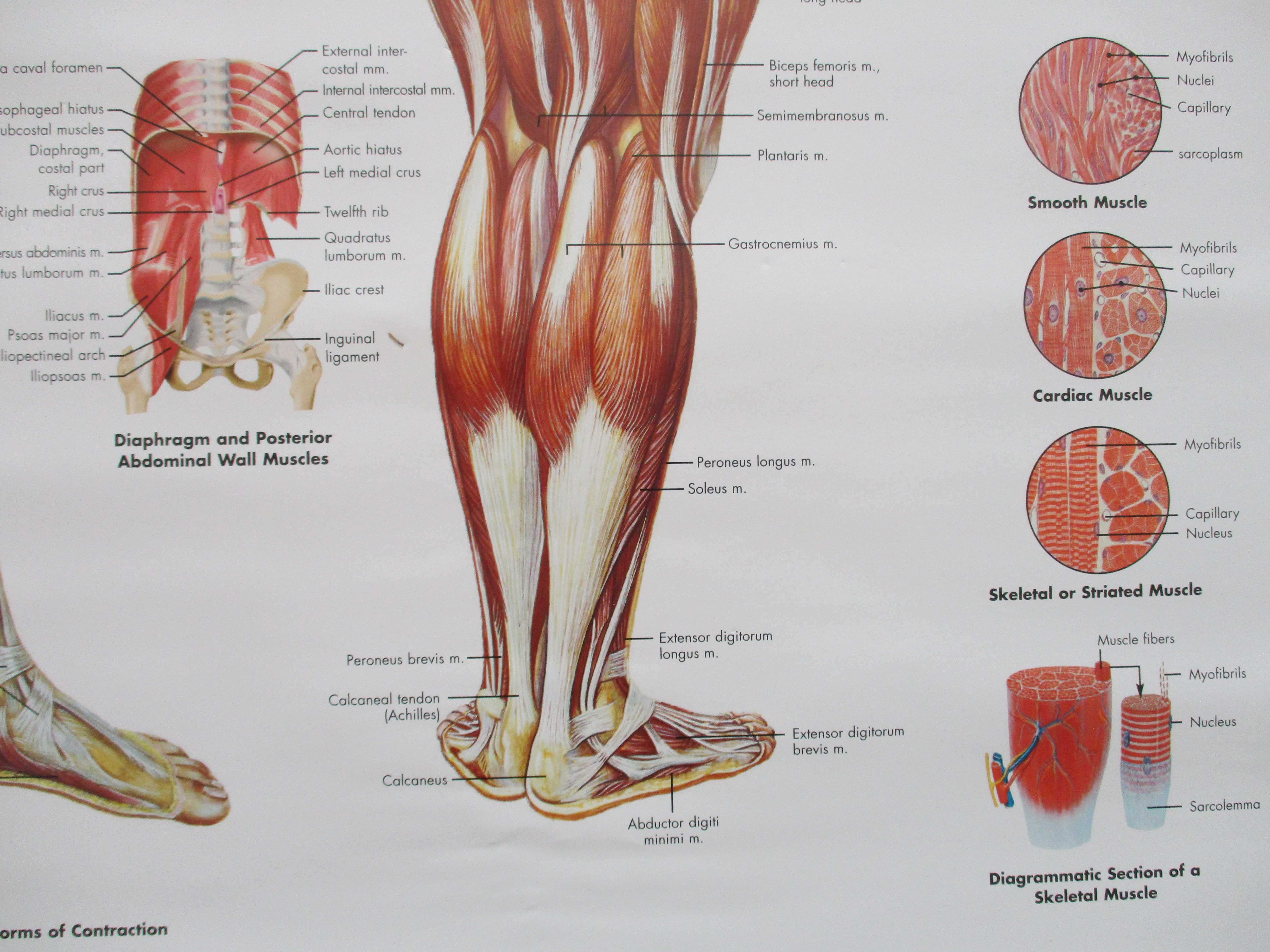 Poster de Medicina Musculos do corpo humano