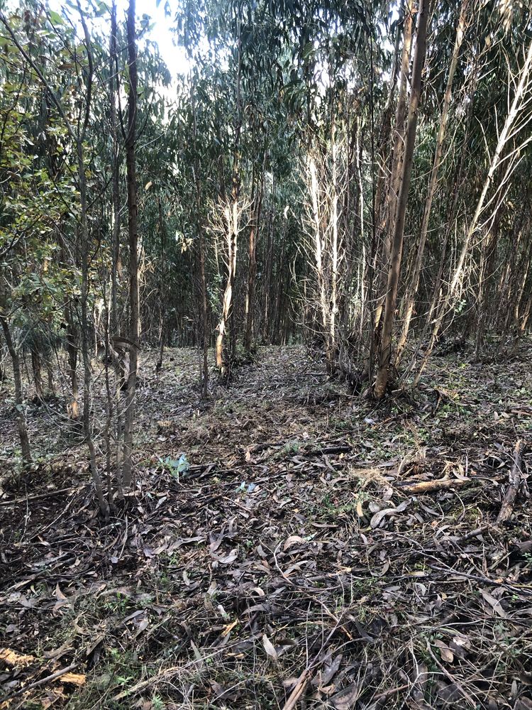 Limpeza terrenos