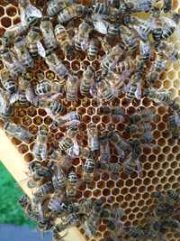 Odkłady pszczele, pszczoły,rodziny pszczele, ule.